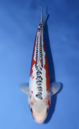 Shusui - koi #x1008a001