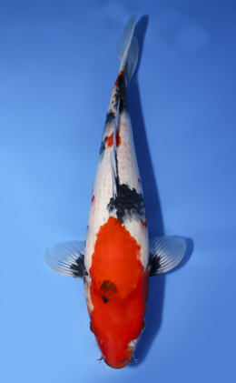 Showa - koi #x1008a002