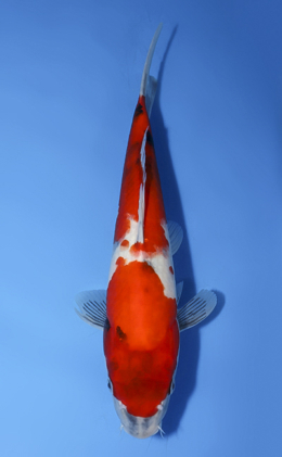 Showa - koi #x1008a003