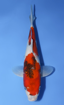 Showa - koi #x1008a004