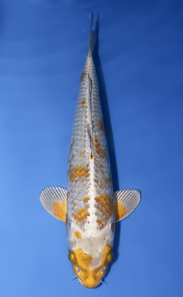 Ginrin Kogane Ochibashigure - koi #x1008a005