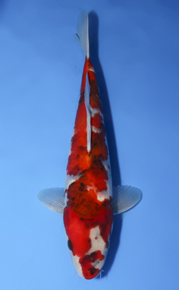 Showa - koi #x1008a006