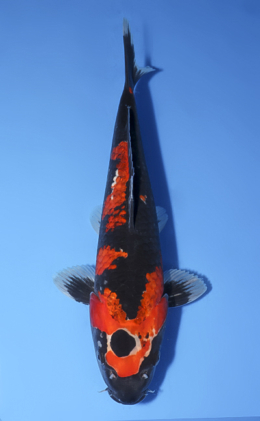 Goshiki - koi #x1008a007