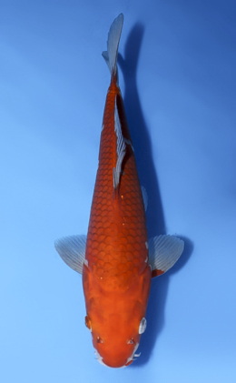 Ochibashigure - koi #x1008a008