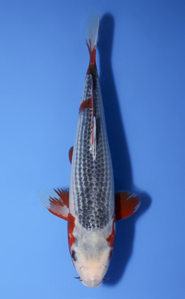 Asagi - koi #x1008a009