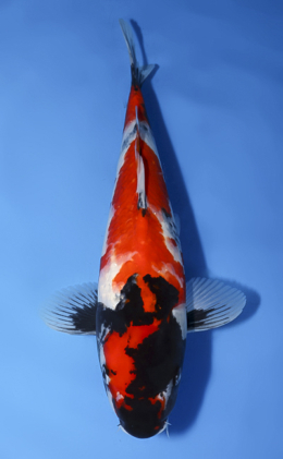 Showa - koi #x1008a010