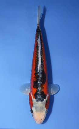 Shusui - koi #x1008a011