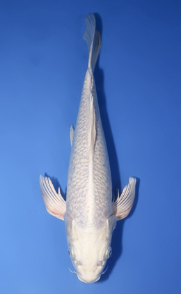 Hirenaga Platinum - koi #x1008a012