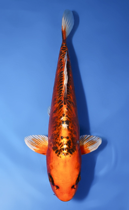 Doitsu Orange Matsuba Ogon - koi #x1008a013