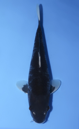 Ochibashigure - koi #x1008a015