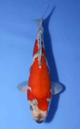 Goshiki - koi #x1008a016