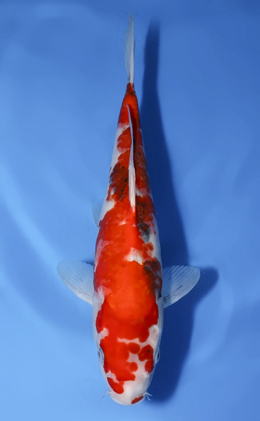 Showa - koi #x1008a017