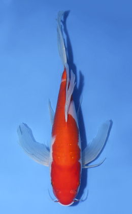 Hirenaga Kohaku - koi #x1008a018