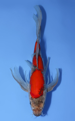 Hirenaga Goshiki - koi #x1008a021