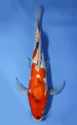 Hirenaga Doitsu Showa - koi #x1008a022