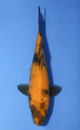 Ki Utsuri - koi #x1008a023