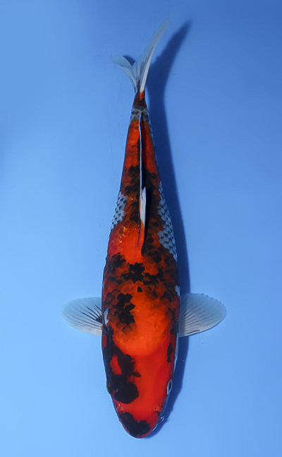 Goshiki Showa - koi #x1008a024 - Otsuka Koi Farm