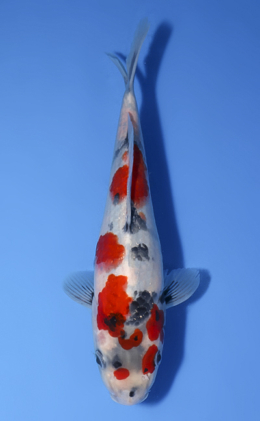 Showa - koi #x1008a029