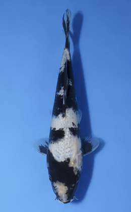 Shiro Utsuri - koi #x1008a030