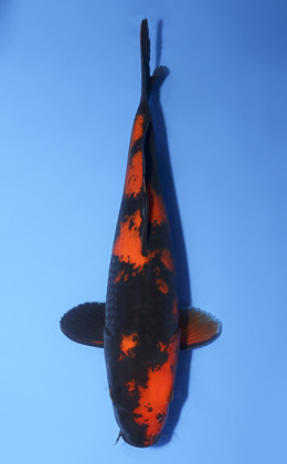 Hi Utsuri - koi #x1008a032