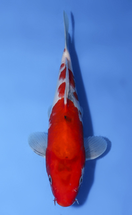 Showa - koi #x1008a035