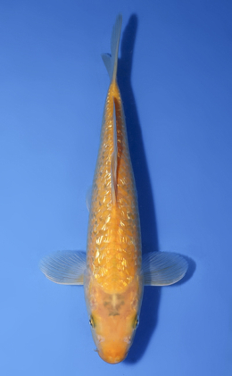 Ginrin Karashi - koi #x1008a036