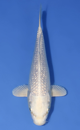 Ginrin Platinum - koi #x1008a037
