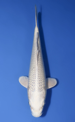 Platinum - koi #x1008a038