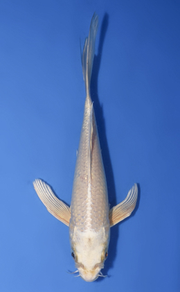 Hirenaga Platinum - koi #x1008a039