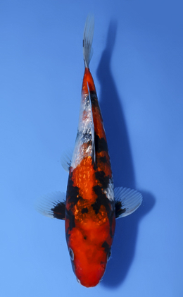 Ginrin Showa - koi #x1008a040