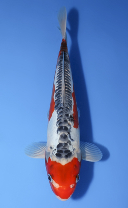 Shusui - koi #x1008a041