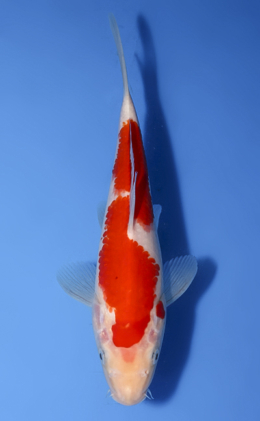 Kohaku - koi #x1008a042