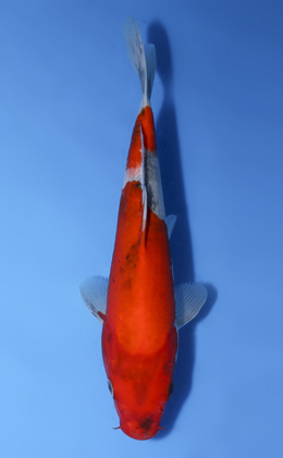 Goshiki - koi #x1008a043