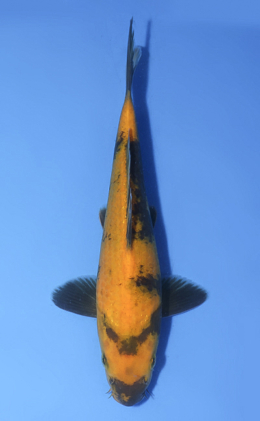 Ki Utsuri - koi #x1008a044