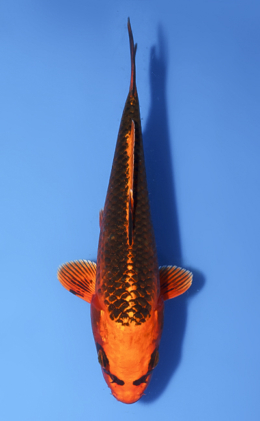 Orange Matsuba Ogon - koi #x1008a046