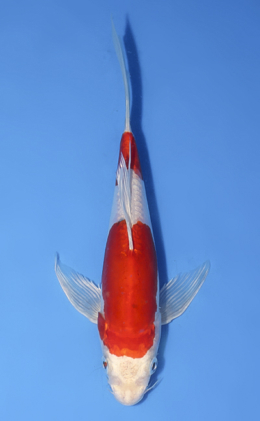 Hirenaga Kikusui  - koi #x1008a049