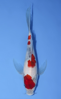 Hirenaga Showa - koi #x1008a050