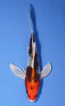 Hirenaga Kujyaku - koi #x1008a051