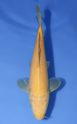 Kigoi - koi #x1008a052