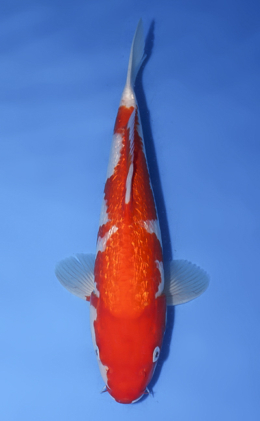 Ginrin Kohaku - koi #x1008a054