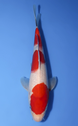 Kohaku - koi #x1008a055