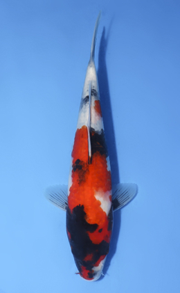 Showa - koi #x1008a059