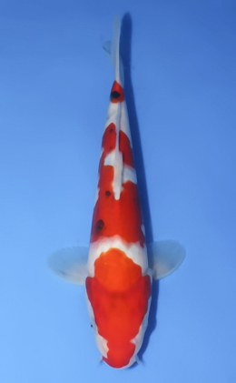 Taisho Sanke - koi #x1008a060