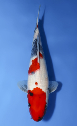 Showa - koi #x1009a004