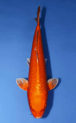 Orange Ogon - koi #x1009a005
