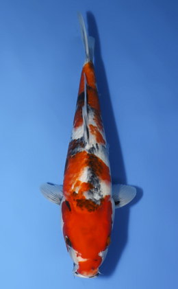 Showa - koi #x1009a011