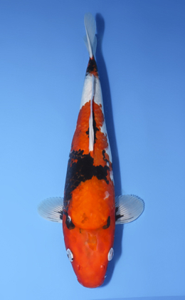 Showa - koi #x1009a014