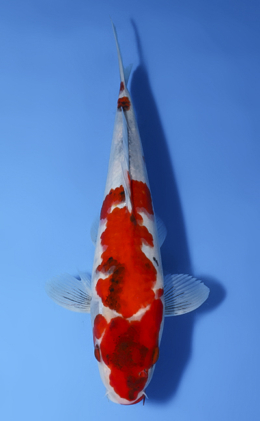 Showa - koi #x1009a015