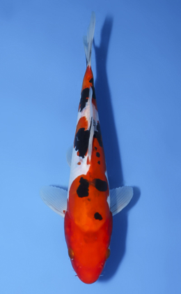 Doitsu Sanke - koi #x1009a017