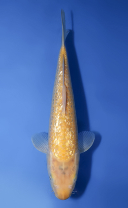 Ginrin Karashi - koi #x1009a019